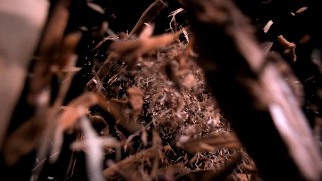 Video Reference: Plant, Flash photography, Twig, Branch, Wood, Sky, Water, Grass, Tree, Close-up