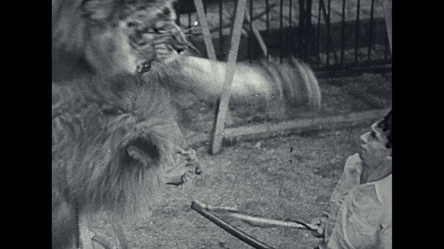 Video Reference: Felidae, Carnivore, Black-and-white, Masai lion, Lion, Terrestrial animal, Snout, Big cats, Working animal, Whiskers