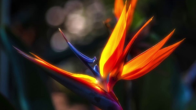 Video Reference: Flower, Plant, bird of paradise, Petal, Terrestrial plant, Flowering plant, Art, Electric blue, Macro photography, Darkness