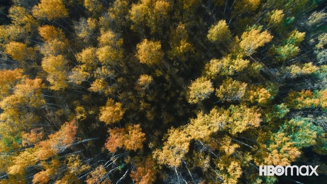 Video Reference: Plant, Flower, Branch, Terrestrial plant, Tree, Twig, Larch, Natural landscape, Evergreen, Grass