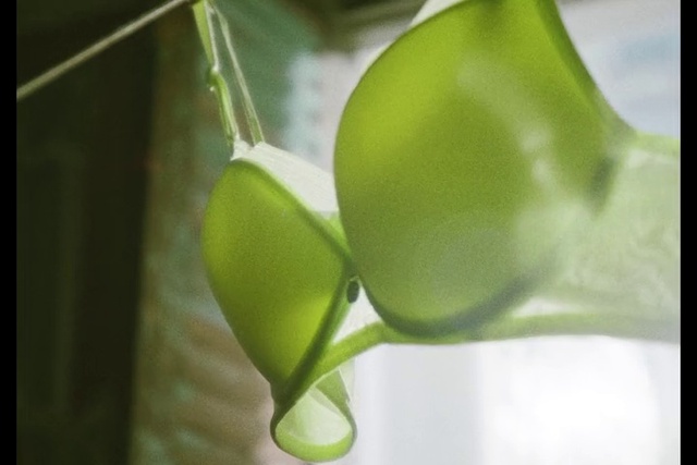 Video Reference: Twig, Terrestrial plant, Tints and shades, Flowering plant, Plant, Art, Macro photography, Petal, Pedicel, Transparent material