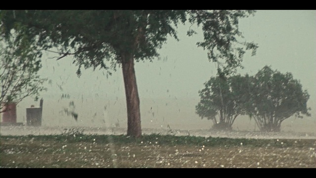 Video Reference: Atmosphere, Sky, Plant, Natural landscape, Tree, Twig, Grass, Wood, Plain, Landscape