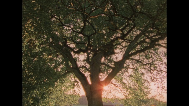 Video Reference: Atmosphere, Wood, World, People in nature, Twig, Natural landscape, Trunk, Tree, Astronomical object, Grass